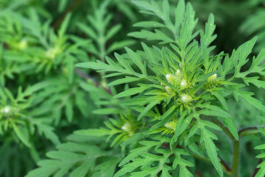 艾草智能革命：從手工懸灸到機(jī)器人溫控的療效躍遷